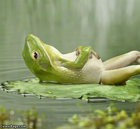 Meditation: a frog using meditation as a relaxation technique