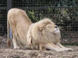 Feel good relaxation technique: stretching lion