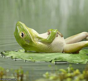 Relaxed frog