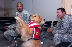 Animal Assisted Therapy Dogs Work with PTSD Veterans