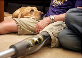 Animal assisted therapy with veterans