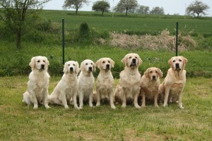 Dogs trainingn for Animal Assisted Therapy waiting for play time