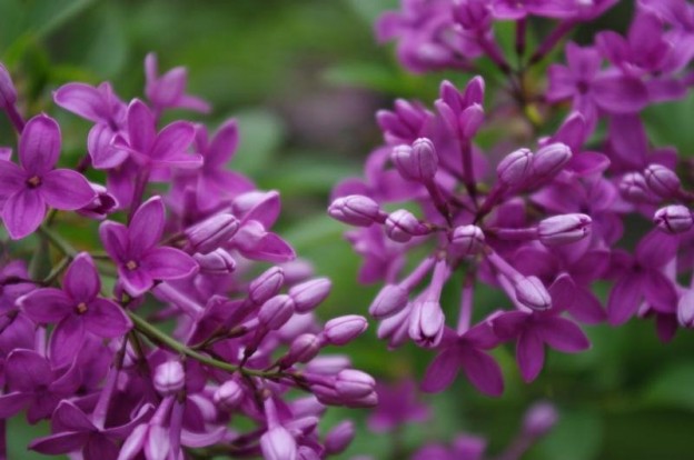 Spring Lilac