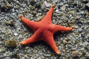 star-fish